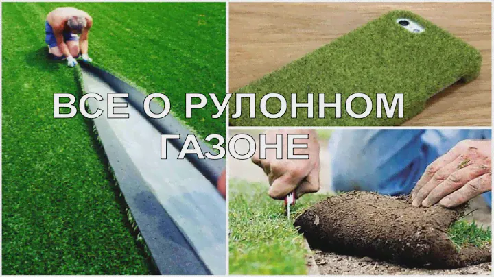 Рулонный газон - производство и выращивание (компания ldgrand.ru)
