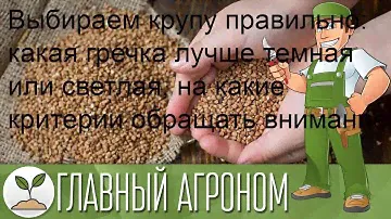 Выбираем крупу правильно: какая гречка лучше темная или светлая, на какие критерии обращать вниман.